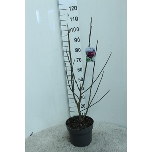 Magnolia 'Black Tulip' P26 potgekweekt