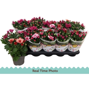CHRYS MO AUB GEM POT