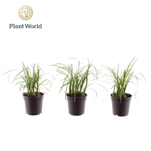 Nolina Bushy 7 cm
