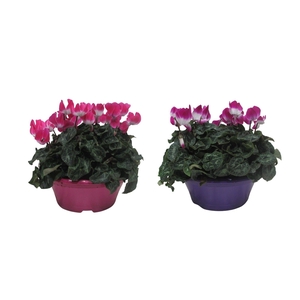 Cyclaam Fusion gemengd in schaal 23 cm