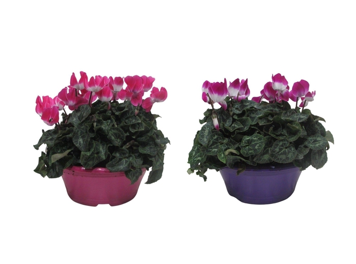 <h4>Cyclaam Fusion gemengd in schaal 23 cm</h4>