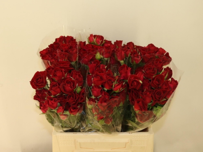 <h4>R TR DOMINICA</h4>