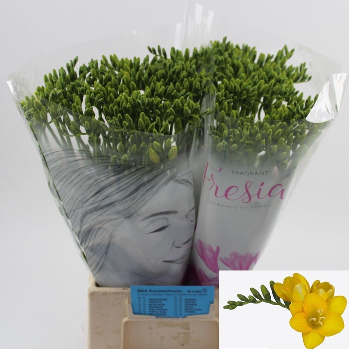 <h4>Freesia enk Serrada</h4>