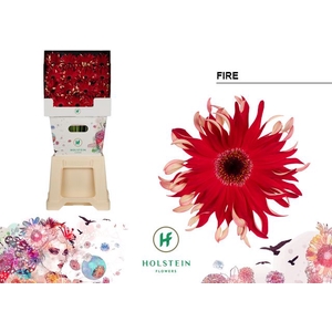 Gerbera large flowered curl-shaped Gerpasta Fire