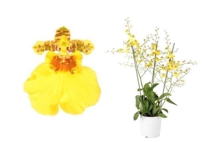 <h4>Oncidium</h4>