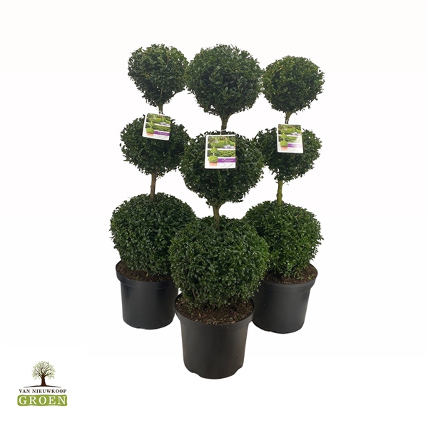 <h4>Buxus sempervirens Trio bol</h4>