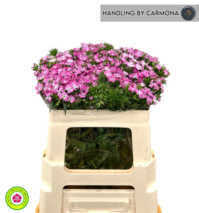 <h4>DI BARB AM ROSE</h4>