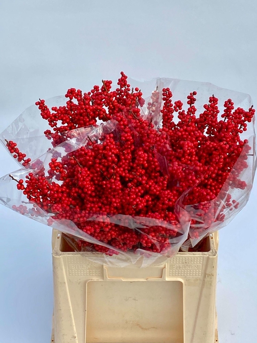 <h4>ILEX VE RODE BES</h4>