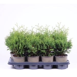 Thuja occidentalis 'Holmstrup'