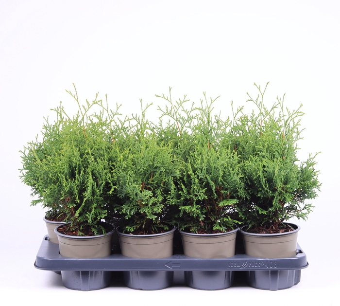 <h4>Thuja occidentalis 'Holmstrup'</h4>