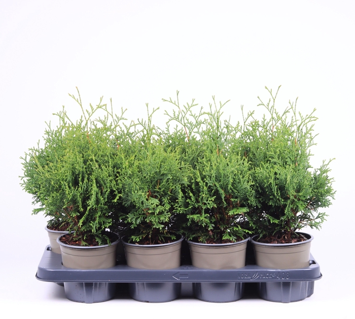 <h4>Thuja occidentalis 'Holmstrup'</h4>