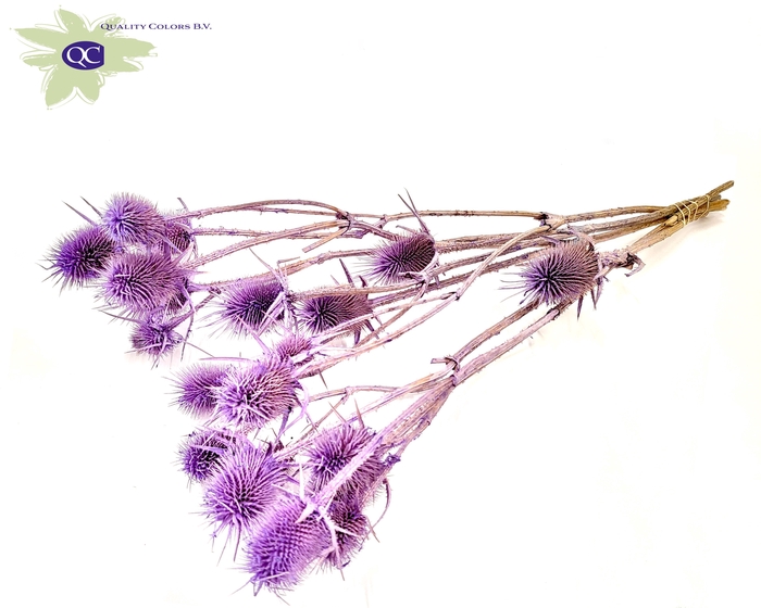 Cardi Distel Natural 5pc/bunch 70cm Frosted Milka