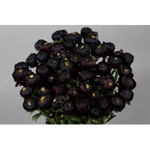 Ranunculus Clooney Nerone Super