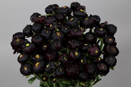 <h4>Ranunculus Clooney Nerone Super</h4>