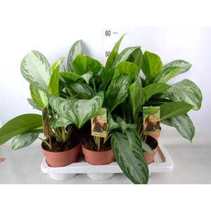 Aglaonema  'Silver Bay'