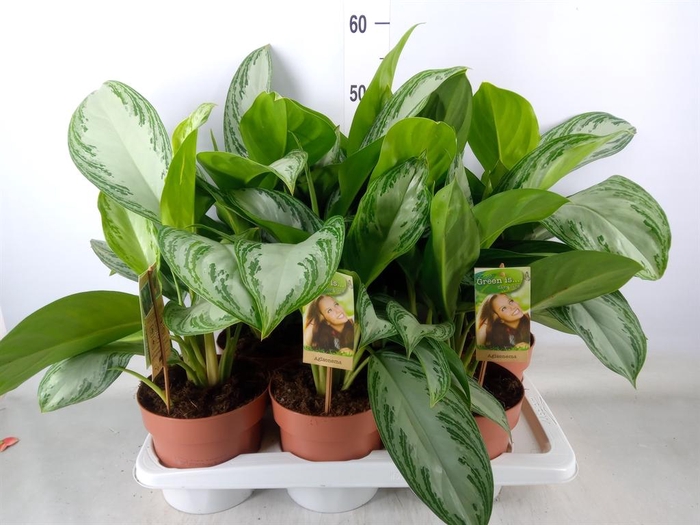 <h4>Aglaonema  'Silver Bay'</h4>