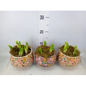 Arr.  Narcissus Tete Tete H%