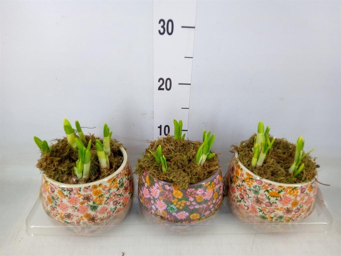 <h4>Arr.  Narcissus Tete Tete H%</h4>