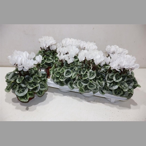 Cycl Kl Sup Picasso White