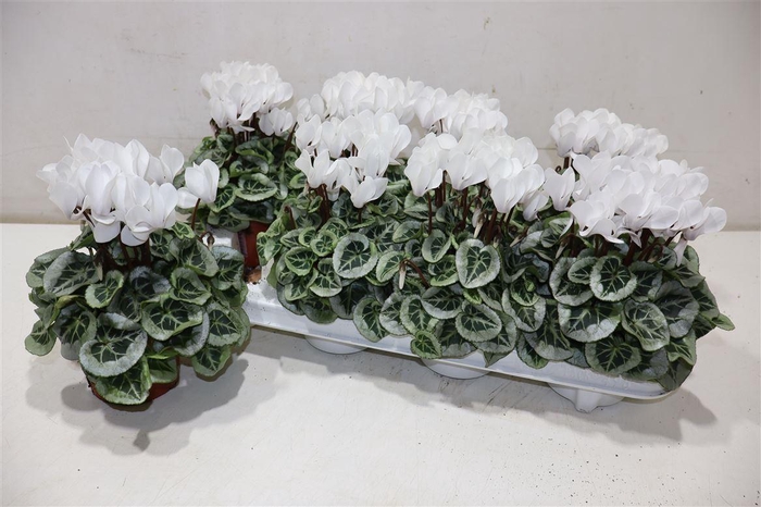 <h4>Cycl Kl Sup Picasso White</h4>