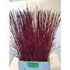 Cornus Cardinal Dec