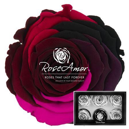 <h4>Lplus Rainbow Pin02</h4>