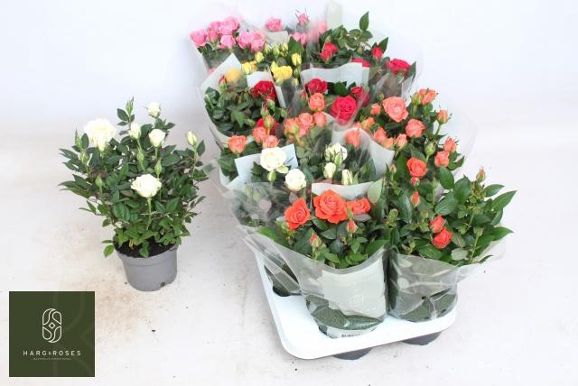 <h4>RO KORDANA GEM 5 SRT</h4>