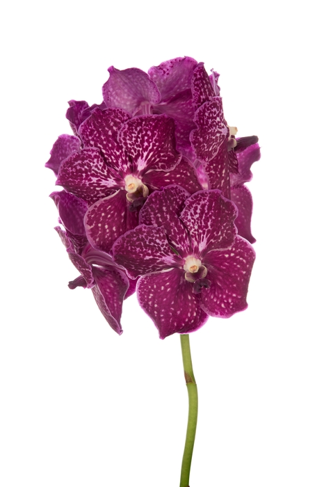 <h4>Vanda Ruby Love</h4>