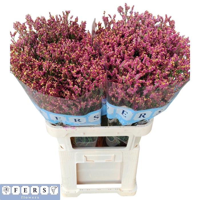 <h4>Limonium 'Scarlet Diamond'</h4>