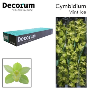 CYMB T MINT ICE Decorum 80cm.