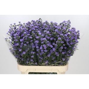 Aster Baby Blue