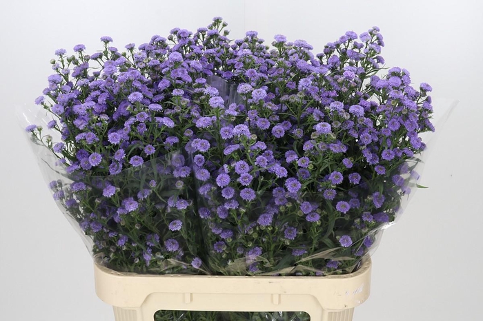 <h4>Aster Baby Blue</h4>