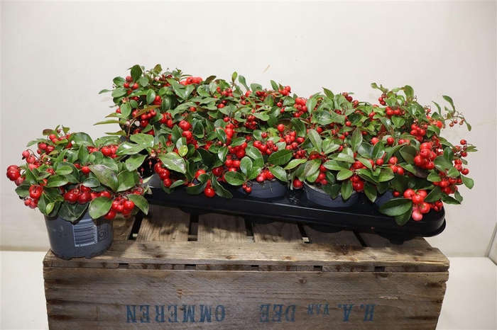 <h4>Gaulth Pr Big Berry</h4>