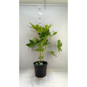 Fatsia japonica   ...