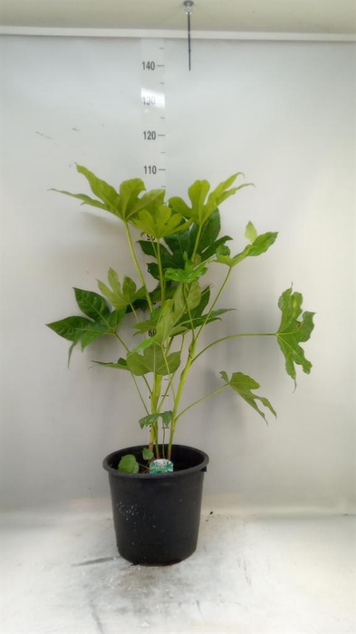 <h4>Fatsia japonica   ...</h4>