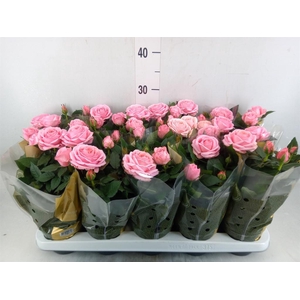 Rosa  'Adele Kordana Grande'