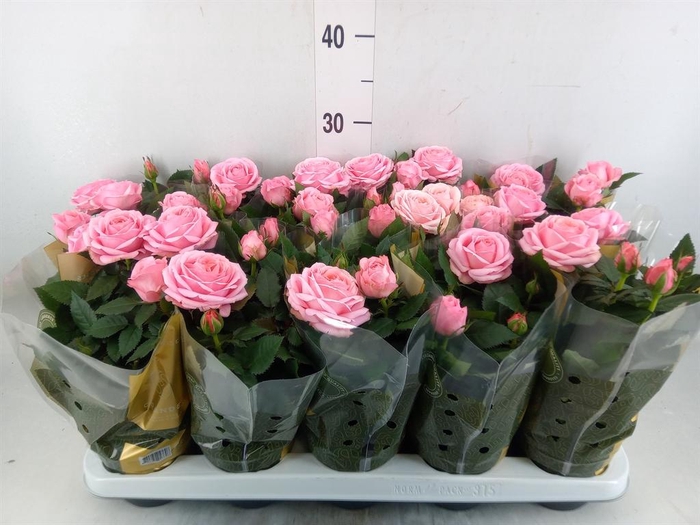 <h4>Rosa 'Adele Kordana Grande'</h4>