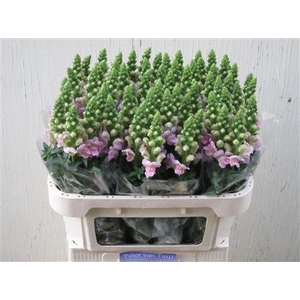 Antirrhinum Legend Light Pink