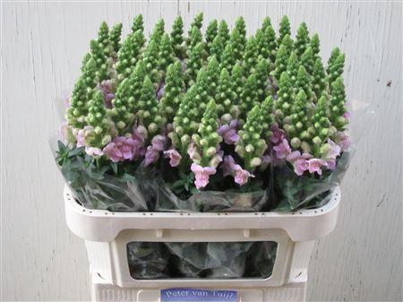 <h4>Antirrhinum Legend Light Pink</h4>