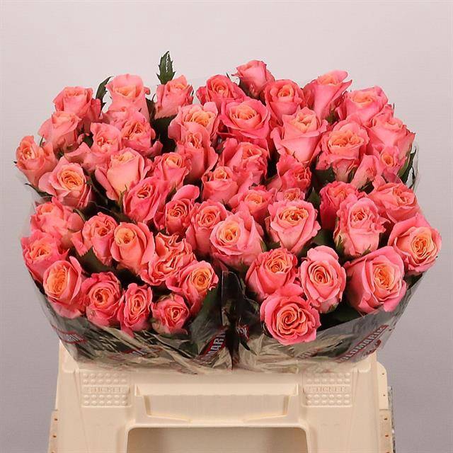 <h4>Rosa large miss piggy</h4>