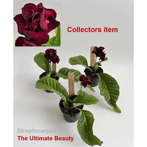 Streptocarpus