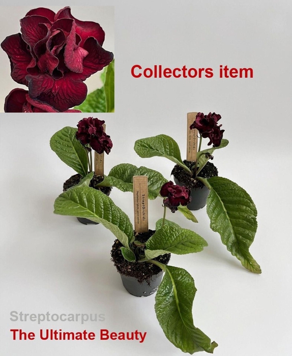 <h4>Streptocarpus</h4>