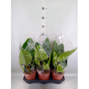 Philodendron  'Imperial Green'