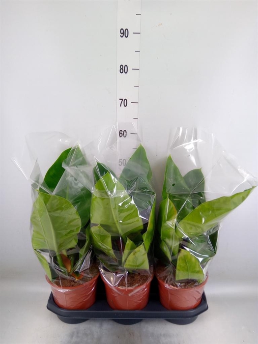 <h4>Philodendron  'Imperial Green'</h4>