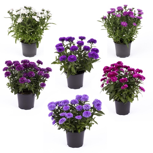 <h4>ASTER-HYBRID P11 MIX</h4>