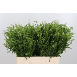 Lepidium Vir. Gwelo Green