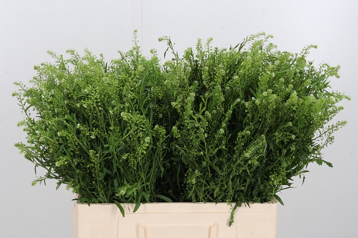 <h4>Lepidium Vir. Gwelo Green</h4>