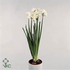 Narcissus taz. 'Ziva'