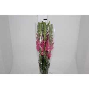 BOCA DE LEAO POTOMAC ROSE 080 CM