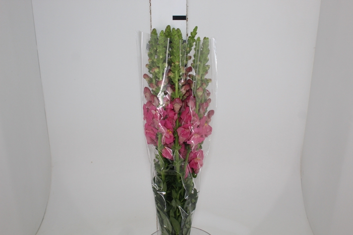 <h4>BOCA DE LEAO POTOMAC ROSE 080 CM</h4>